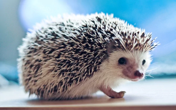 HD desktop wallpaper featuring a close-up of a small hedgehog with detailed spines against a soft blue background.