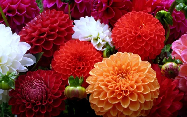 A vibrant display of colorful dahlias in shades of red, orange, white, and pink, showcasing the beauty of nature. This HD wallpaper brings floral elegance to any desktop.