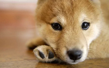 Close-up of a Shiba Inu (animal) puppy resting its head on a paw, warm tones and soft detail — 2K Quad HD PC desktop wallpaper/background.