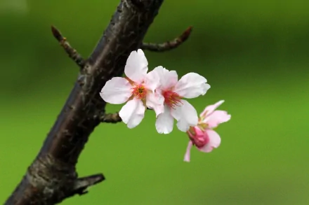 nature blossom HD Desktop Wallpaper | Background Image