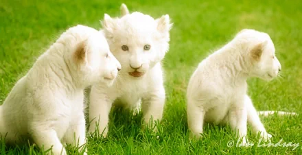 HD desktop wallpaper showing three adorable white lion cubs playing on a bed of green grass, tagged as Animal and white lion, offering a serene and heartwarming background.