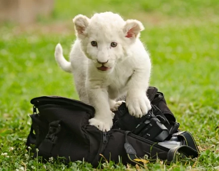 HD desktop wallpaper featuring a baby white lion standing on a black camera bag, set against a lush green grass background.