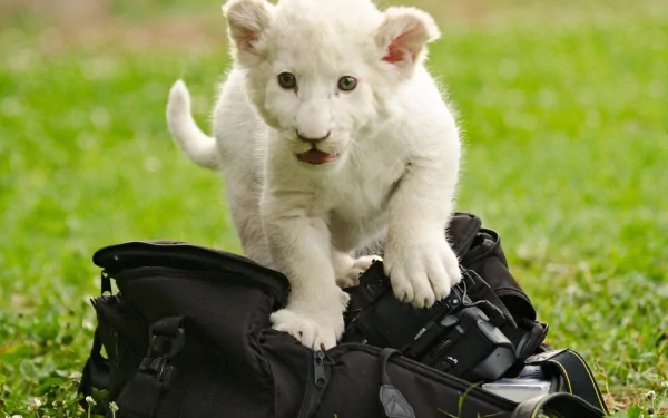 HD desktop wallpaper featuring a baby white lion standing on a black camera bag, set against a lush green grass background.