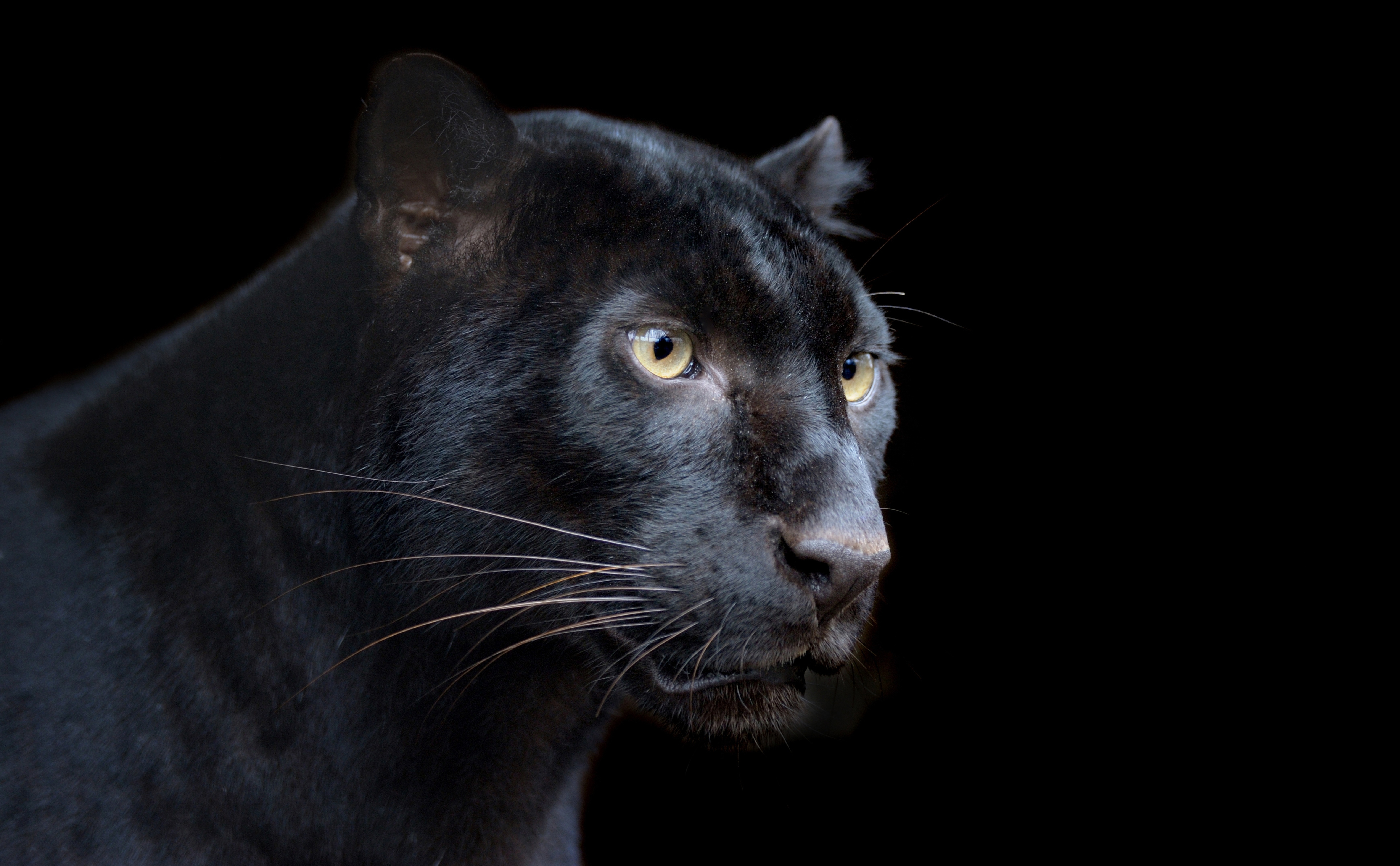 Black panther jaguar big cats wild cats animals