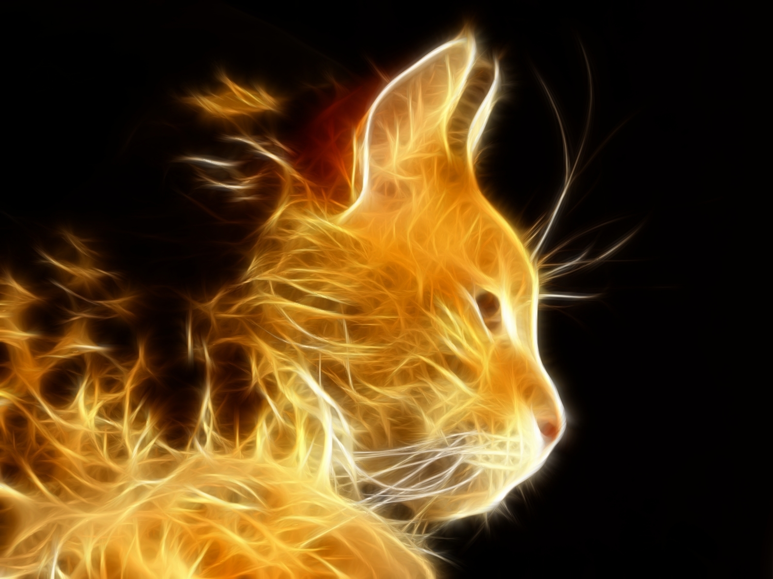 Cat HD Wallpaper | Background Image | 2560x1920 | ID ...