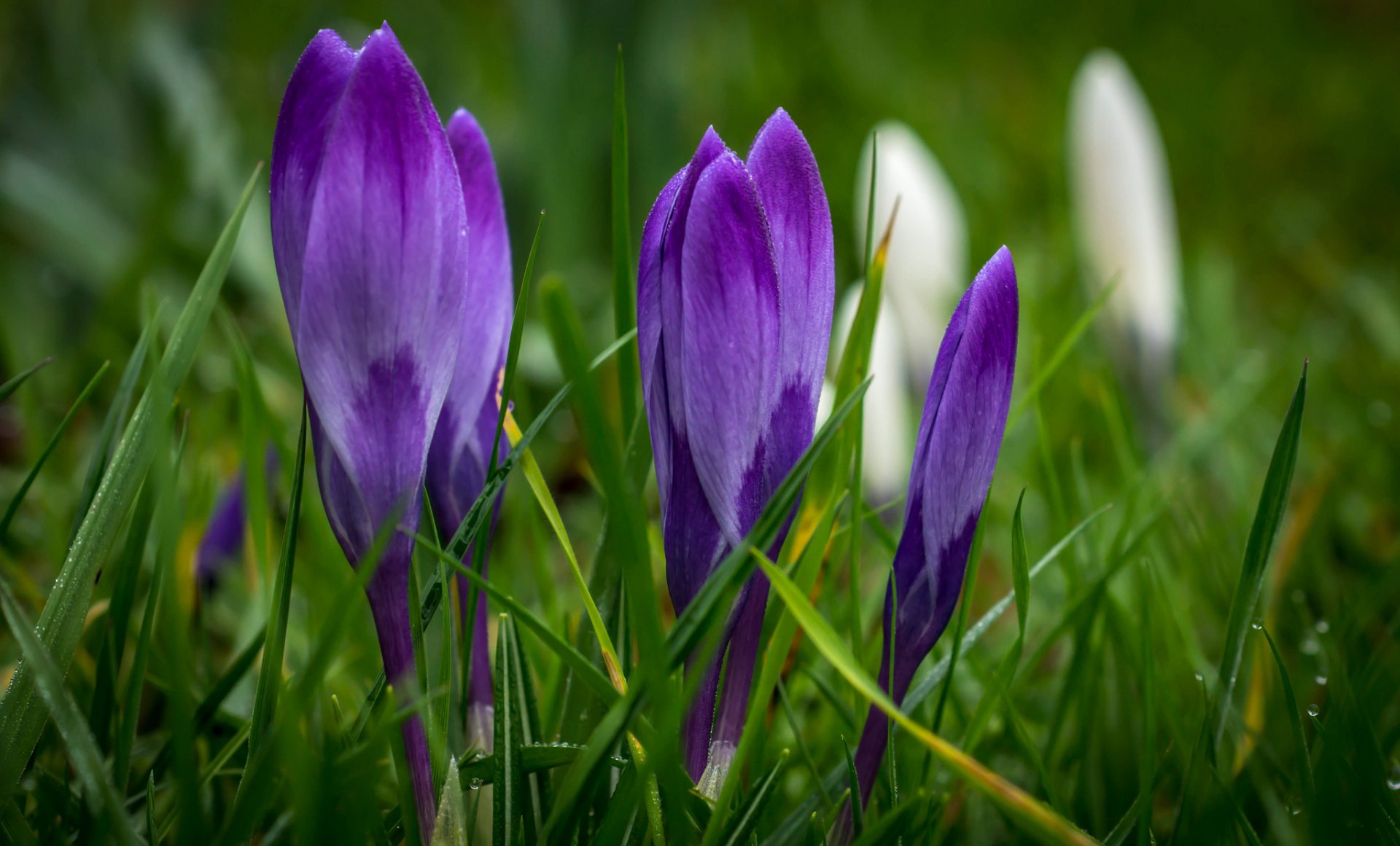 Nature Crocus HD Wallpaper