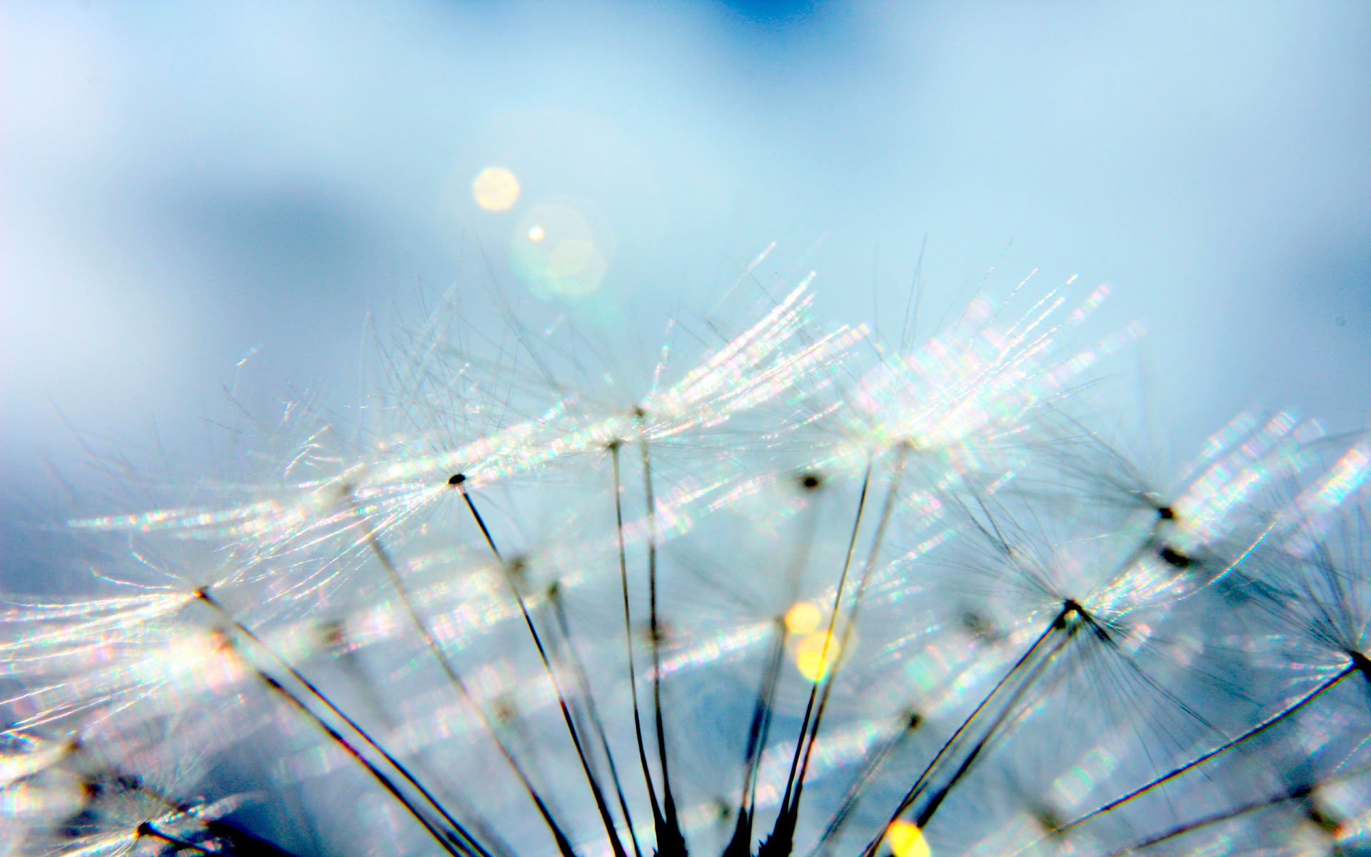 Download Nature Dandelion HD Wallpaper