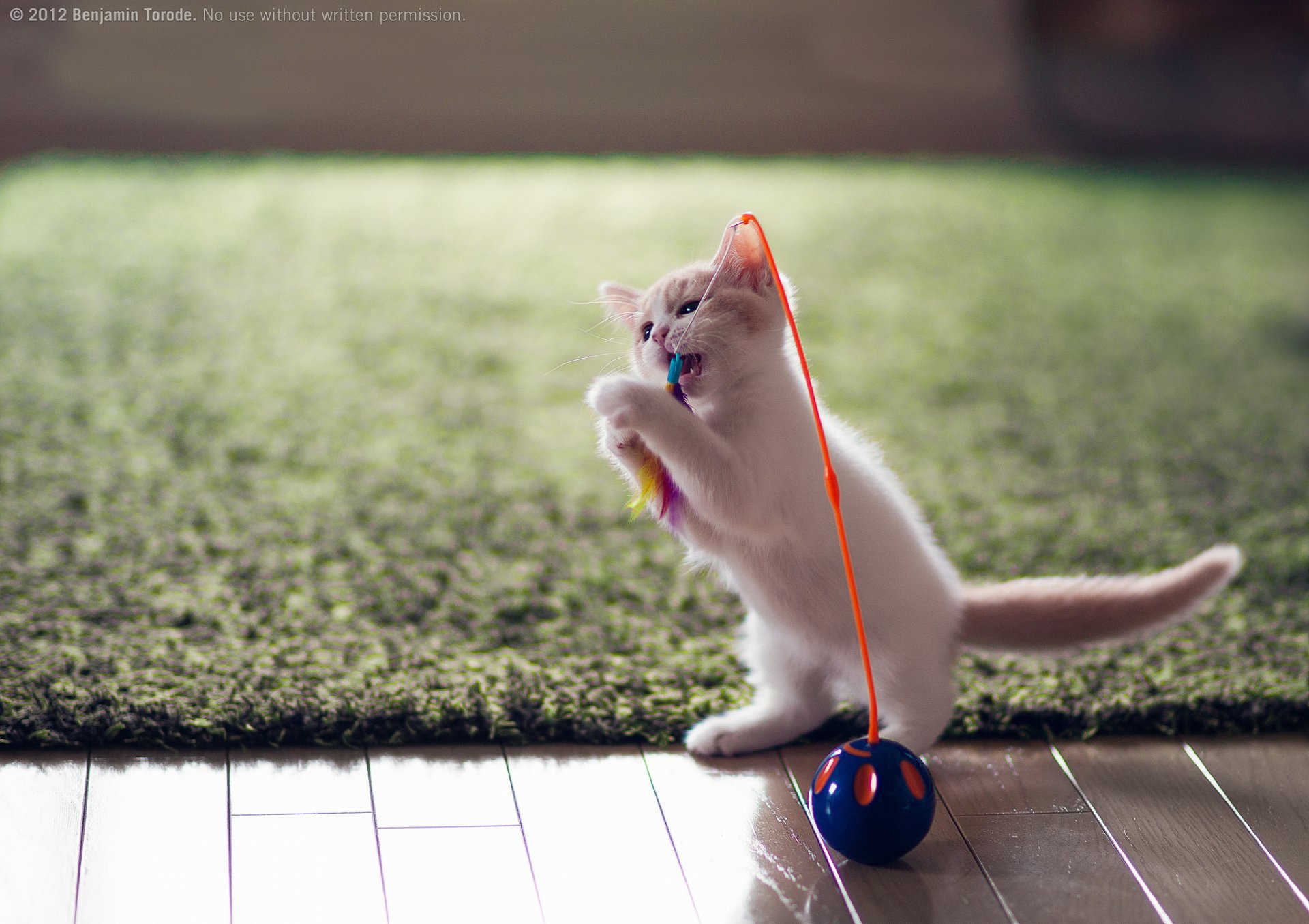 HD desktop wallpaper featuring a cute kitten playing with a toy ball on a wooden floor with a green rug in the background, capturing an adorable cat moment.