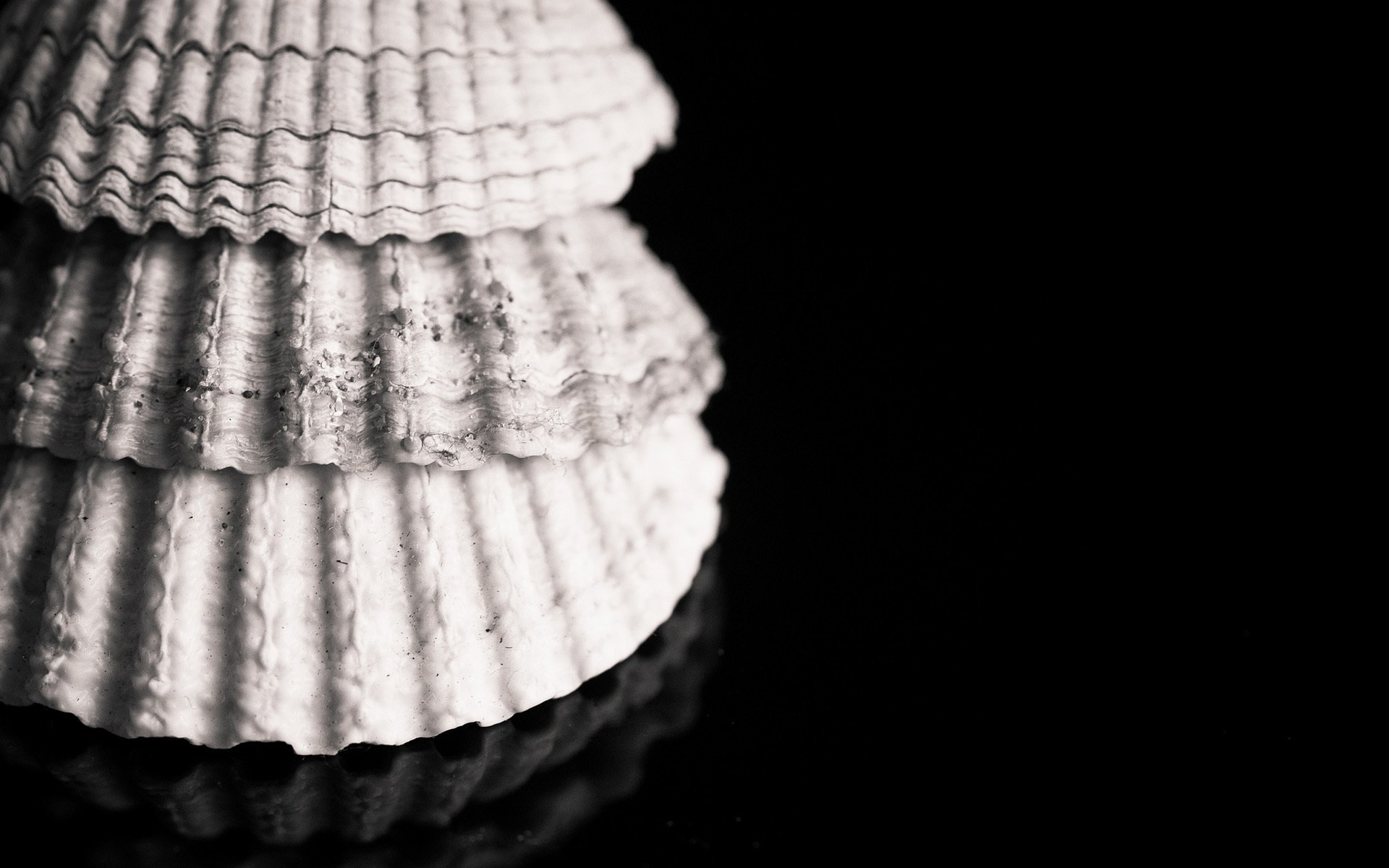 Download Nature Shell HD Wallpaper