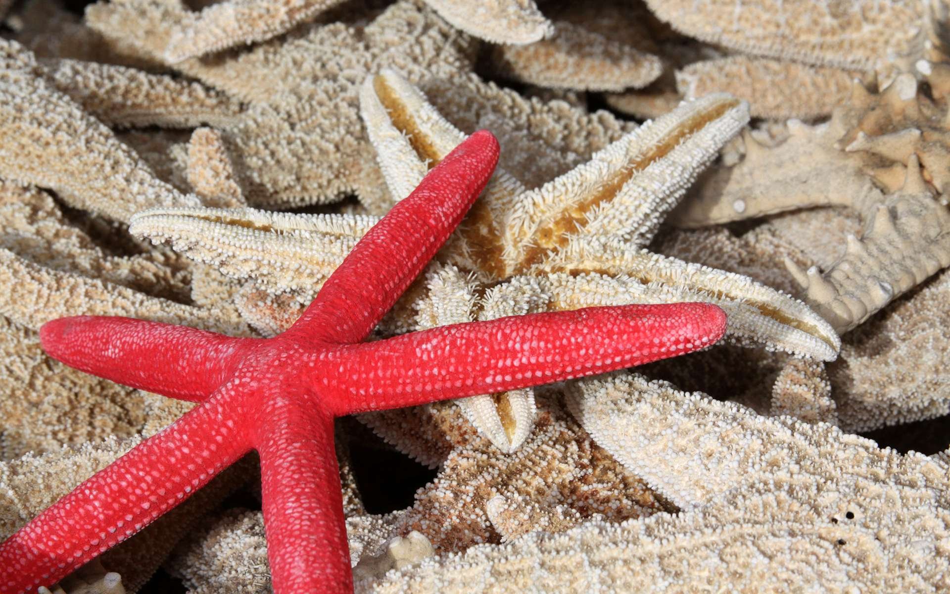 Download Animal Starfish HD Wallpaper