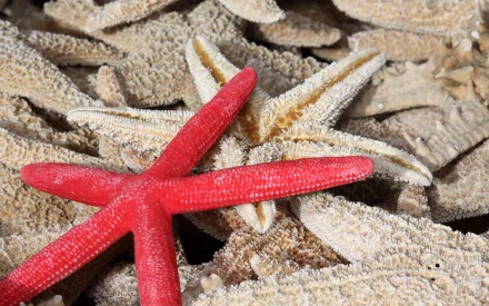 Animal starfish HD Desktop Wallpaper | Background Image