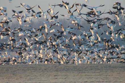 Dawn Flight