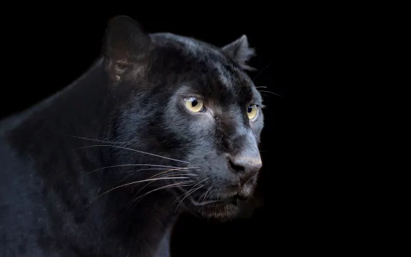 A striking 4K Ultra HD wallpaper featuring a black panther, highlighting its intense gaze and sleek form against a dark background.
