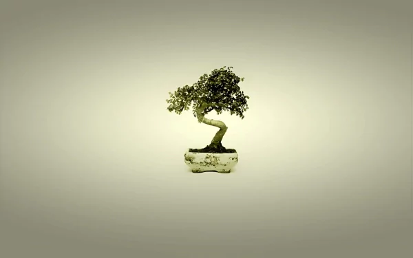 nature bonsai HD Desktop Wallpaper | Background Image