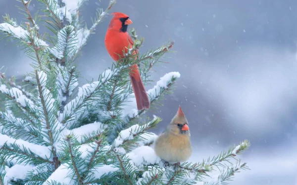 HD PC desktop wallpaper of two cardinals perched on snow-dusted evergreen branches — a bright red male and a softer-toned female against a soft, snowy background.