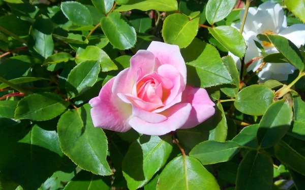 A vibrant pink rose blooms amidst lush green leaves, capturing the beauty of nature. This HD wallpaper showcases the delicate charm of a rose bush in full bloom.