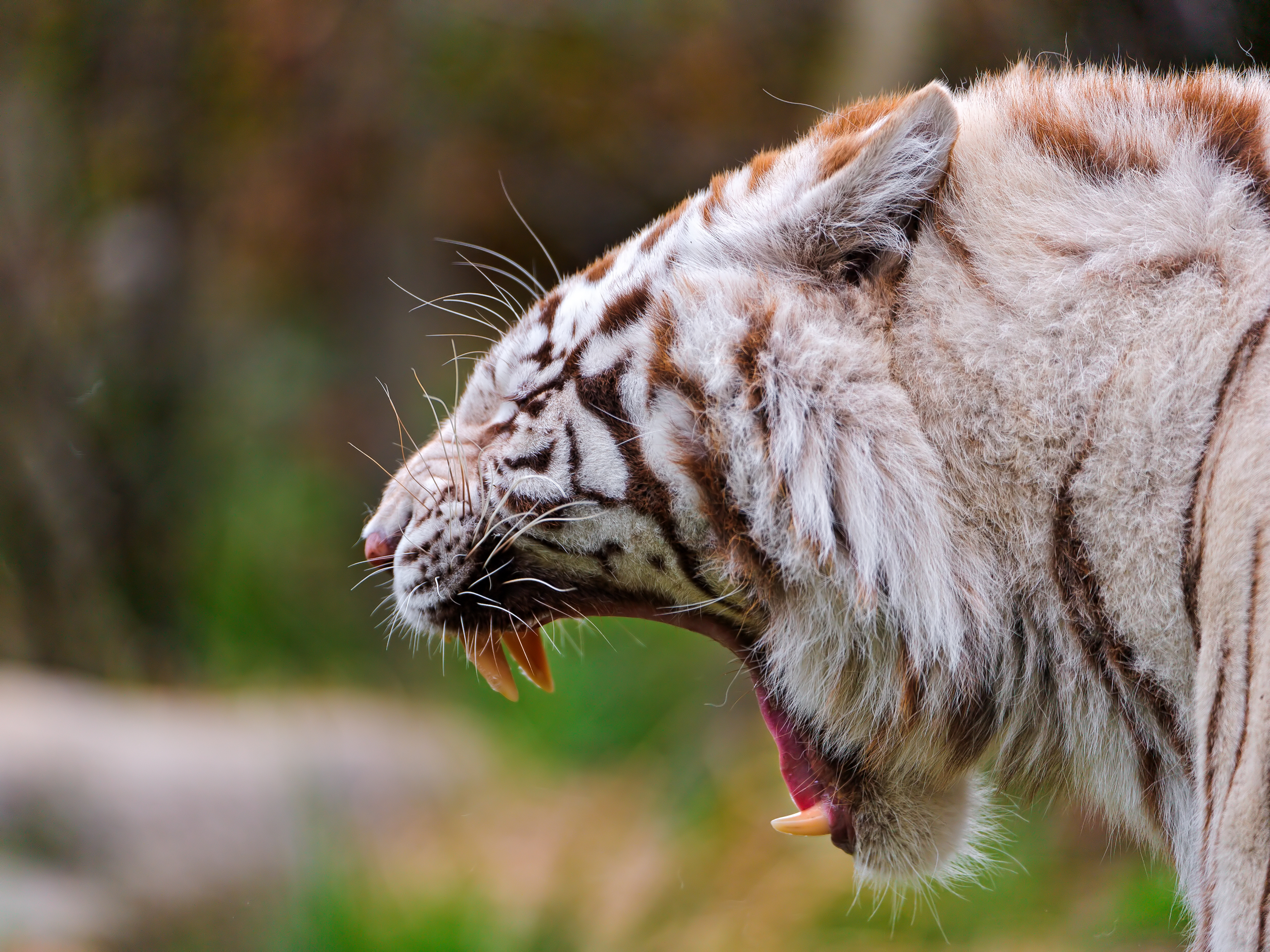 Download Animal White Tiger HD Wallpaper