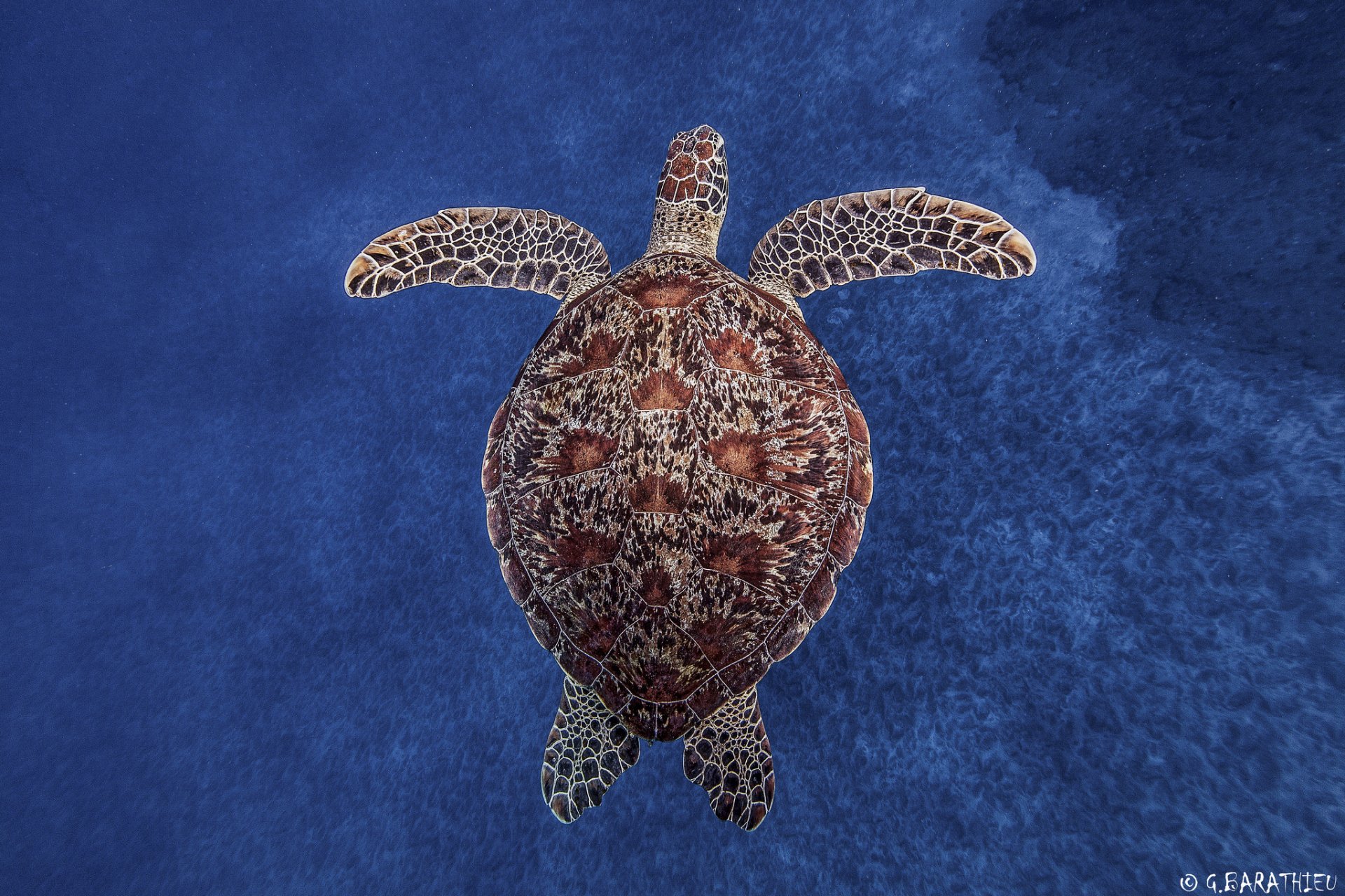 HD PC desktop wallpaper featuring a detailed turtle swimming underwater against a deep blue ocean background.