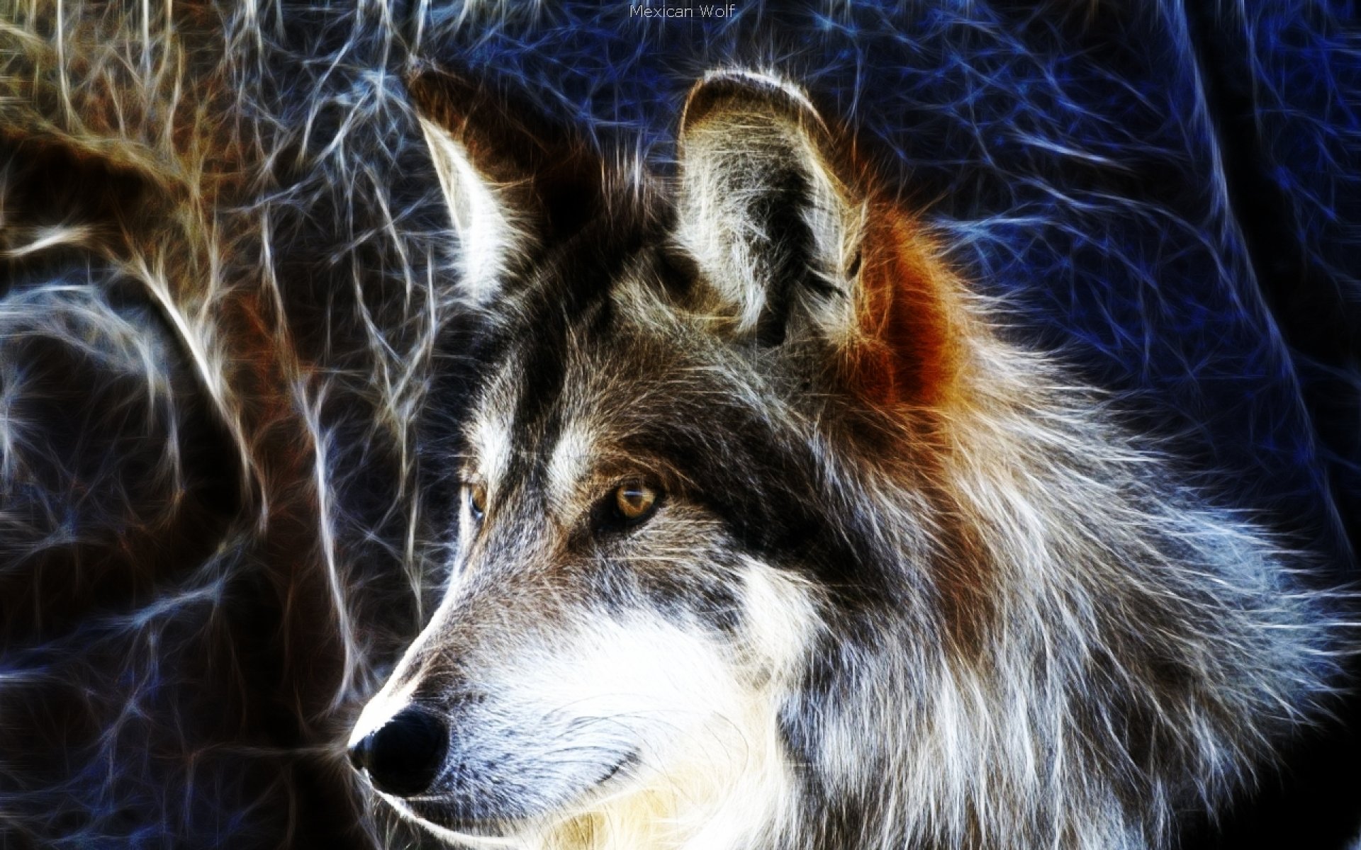 HD desktop wallpaper featuring a detailed close-up of a wolf with glowing fur accents against a dark, abstract background.