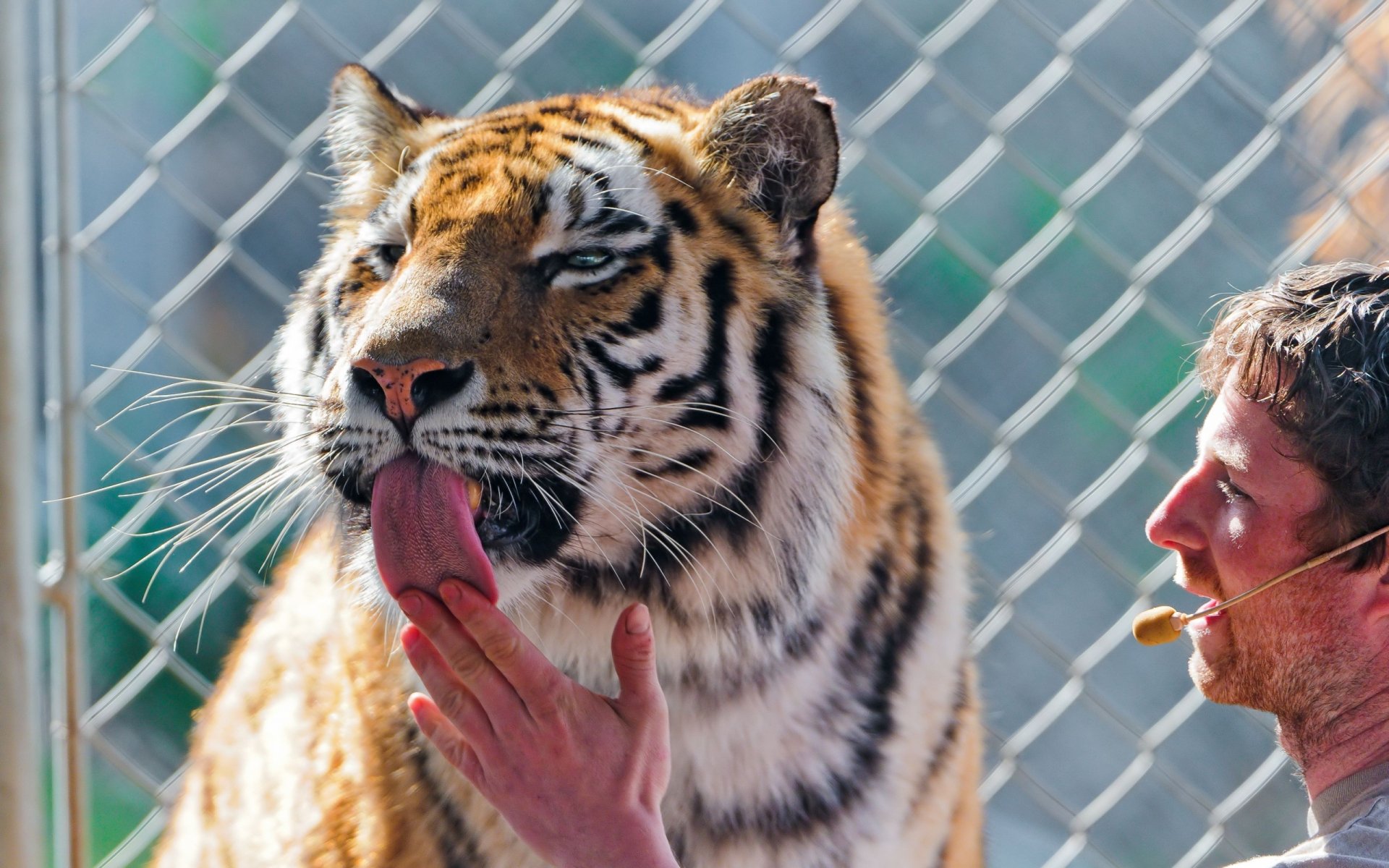 Download Animal Tiger HD Wallpaper