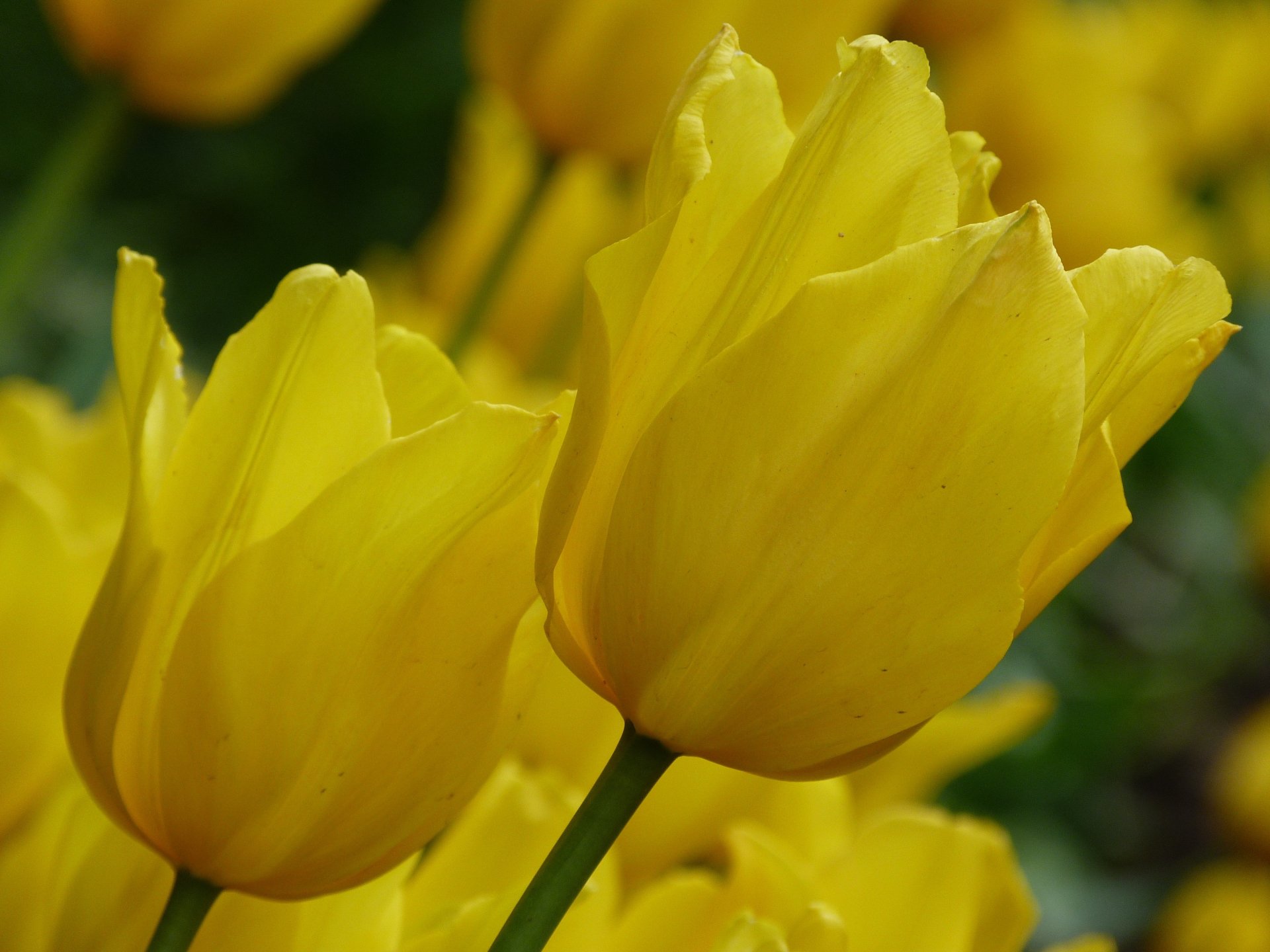 Close-up of vibrant yellow tulips in full bloom, captured in stunning 4K Ultra HD, showcasing the beauty of nature in a detailed flower desktop wallpaper.