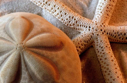 Animal starfish HD Desktop Wallpaper | Background Image