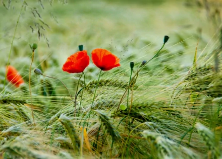 HD PC desktop wallpaper featuring vibrant red poppies blooming amidst green wheat stalks in a natural, serene field setting.