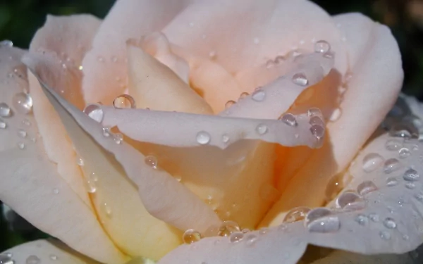 HD PC desktop wallpaper featuring a close-up of a delicate pale rose with water droplets, capturing the beauty of nature in crisp detail.