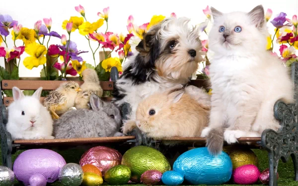 Animal cute HD Desktop Wallpaper | Background Image