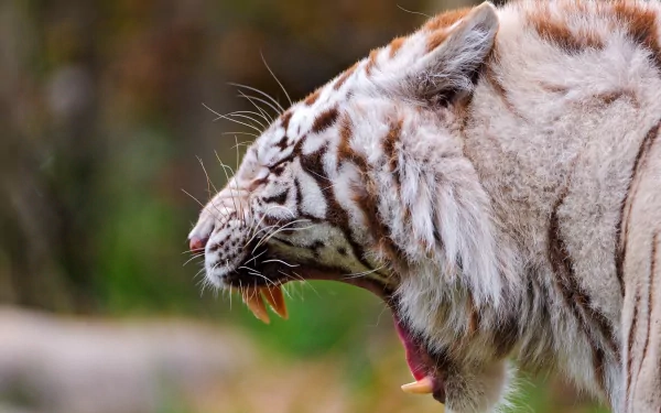 Close-up of a roaring white tiger captured in high definition, featured as a PC desktop wallpaper and background with vivid natural colors.