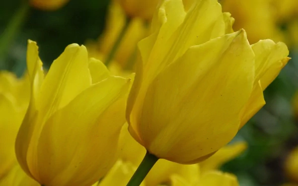 Close-up of vibrant yellow tulips in full bloom, captured in stunning 4K Ultra HD, showcasing the beauty of nature in a detailed flower desktop wallpaper.