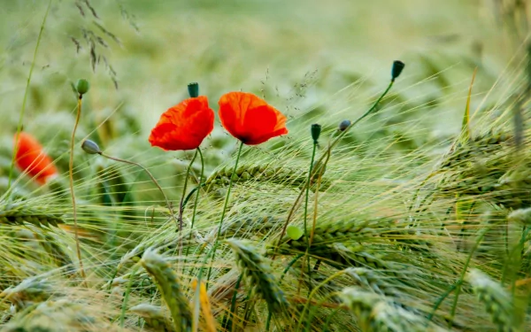 HD PC desktop wallpaper featuring vibrant red poppies blooming amidst green wheat stalks in a natural, serene field setting.