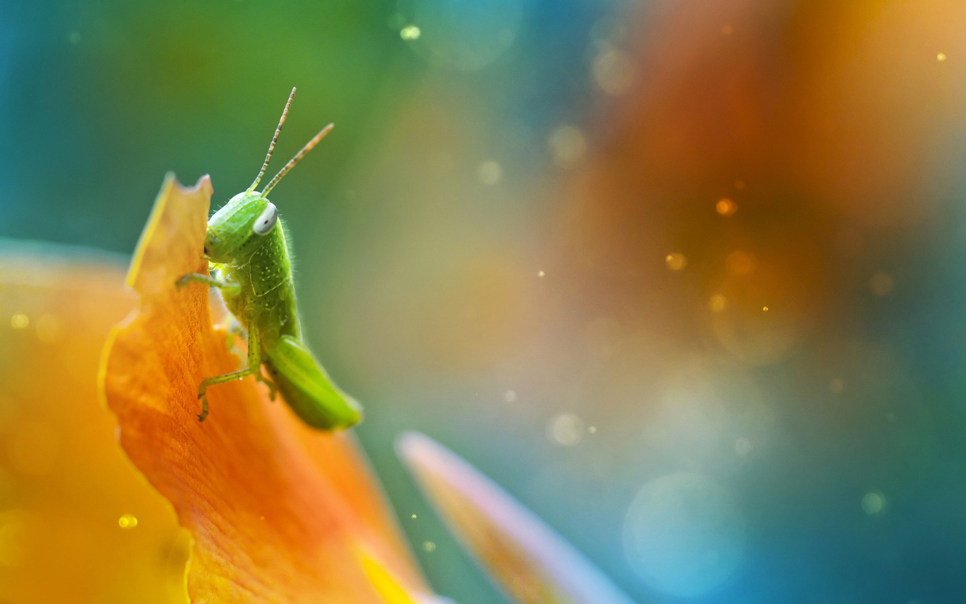Download Animal Grasshopper HD Wallpaper