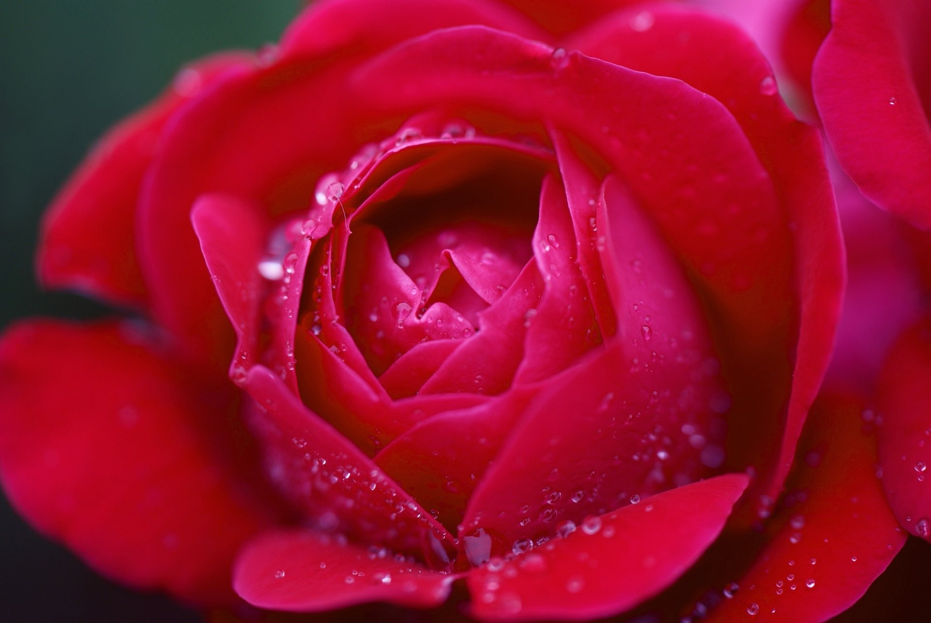 HD PC desktop wallpaper: close-up of a dewy red rose, a vibrant nature scene with petals filling the frame.