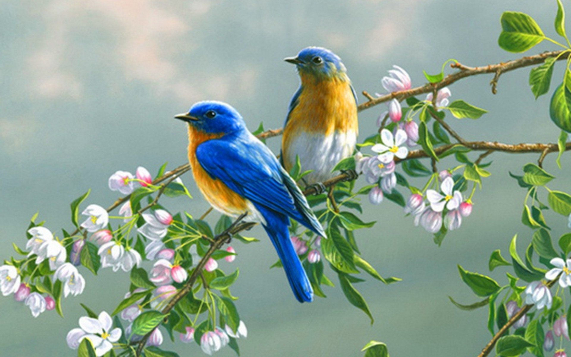 Bluebird Is Perching On Colourful Flowers With Blur Background HD Animals  Wallpapers  HD Wallpapers  ID 35024