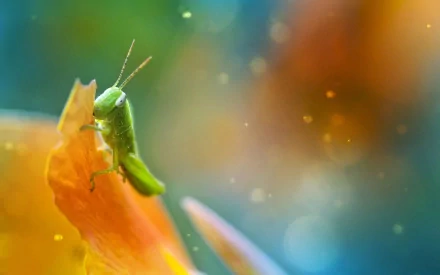 Animal grasshopper HD Desktop Wallpaper | Background Image