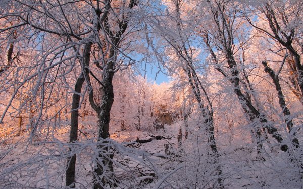 Nature Winter Forest Tree Snow HD Wallpaper | Background Image