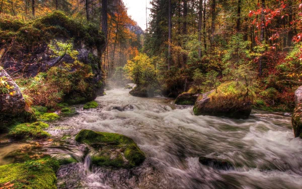 A vibrant HDR image of a flowing river in a serene forest, adorned with autumn foliage. The rushing stream and lush greenery create a captivating natural landscape for a desktop background.