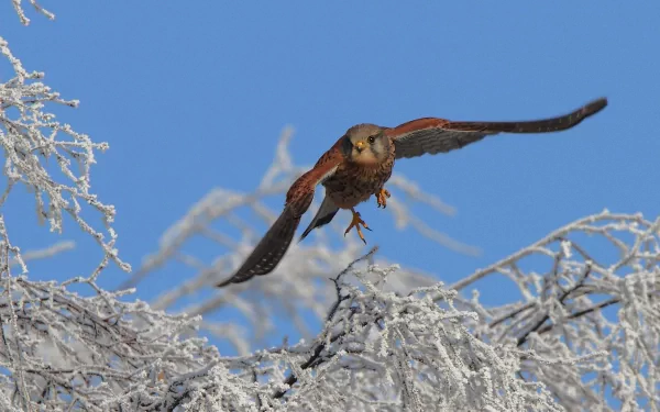 Animal American Kestrel HD Desktop Wallpaper | Background Image