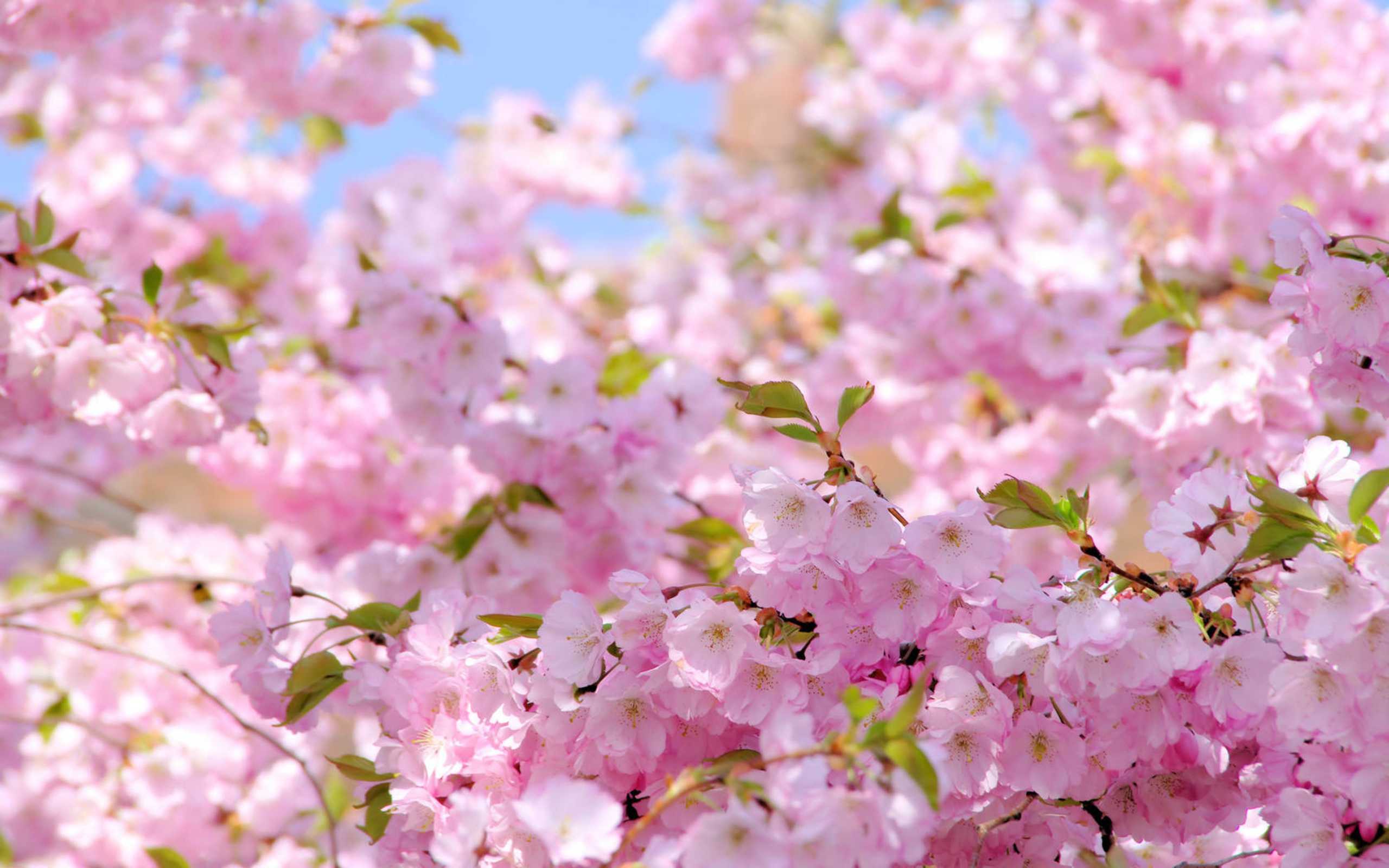 Blossom HD Wallpaper