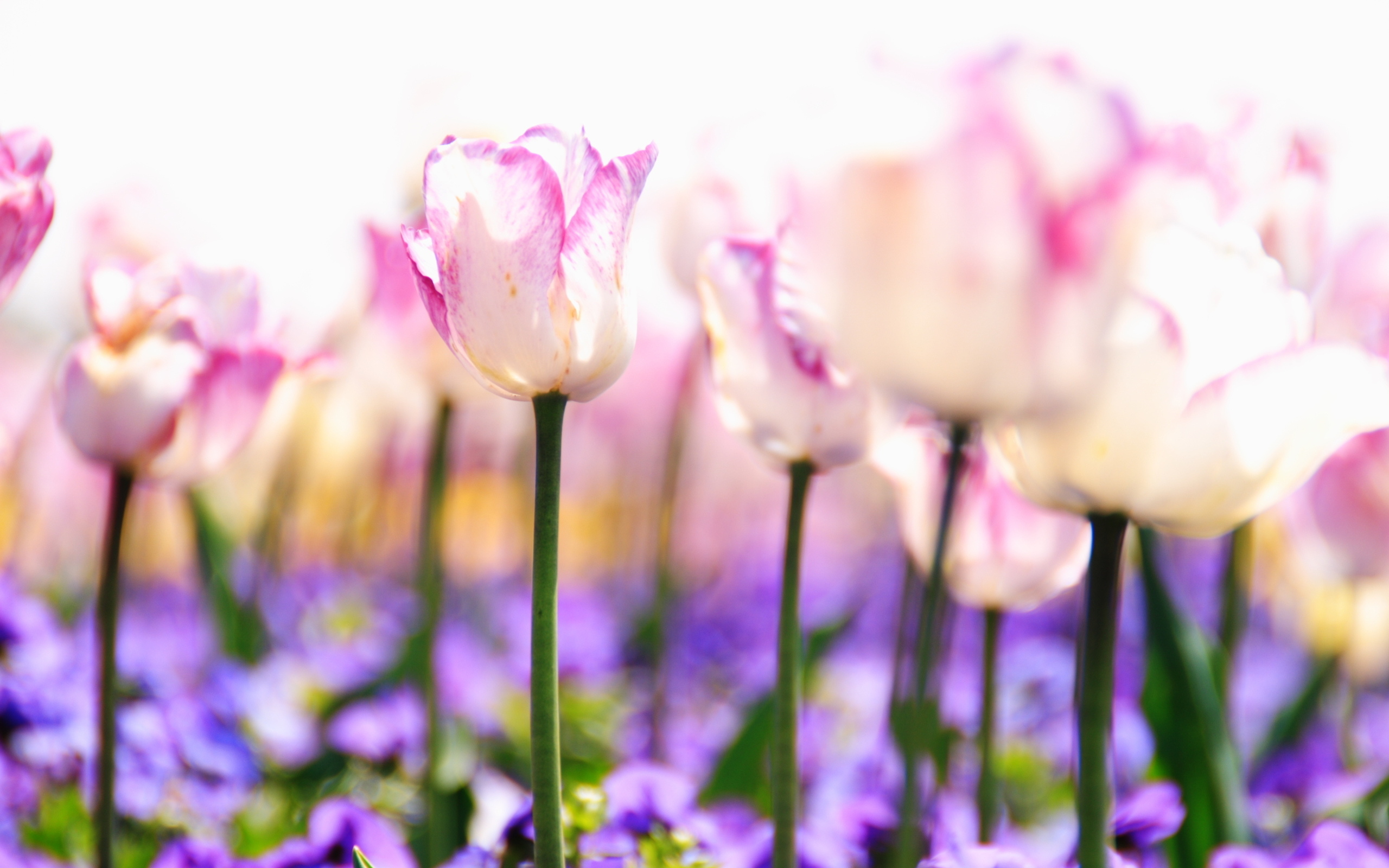 Download Flower Nature Tulip HD Wallpaper