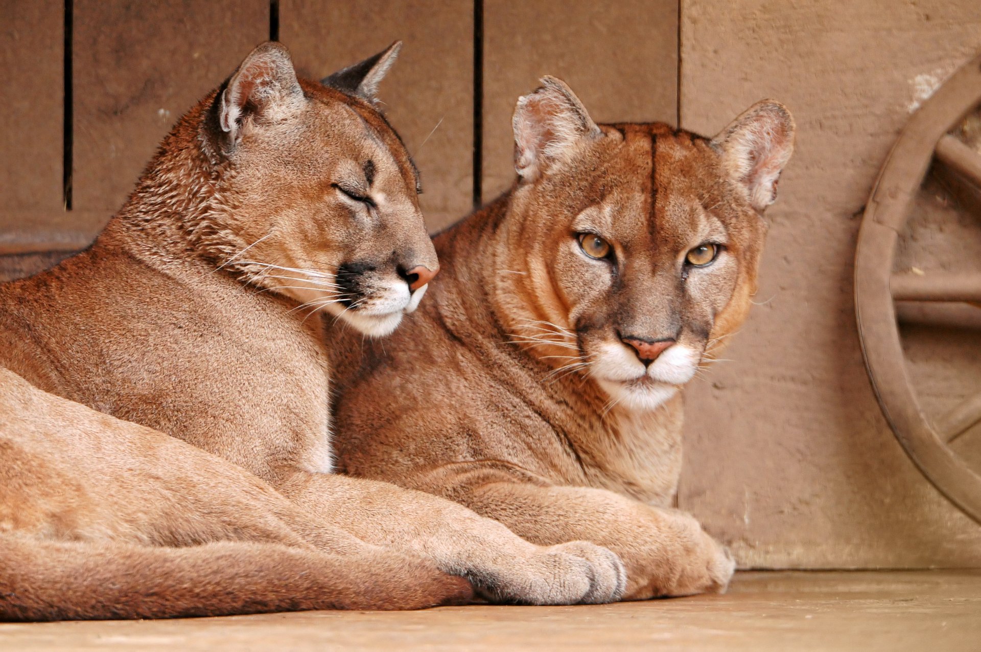 A pair of cougars resting indoors, captured in sharp detail as a 4K Ultra HD PC desktop wallpaper and background.