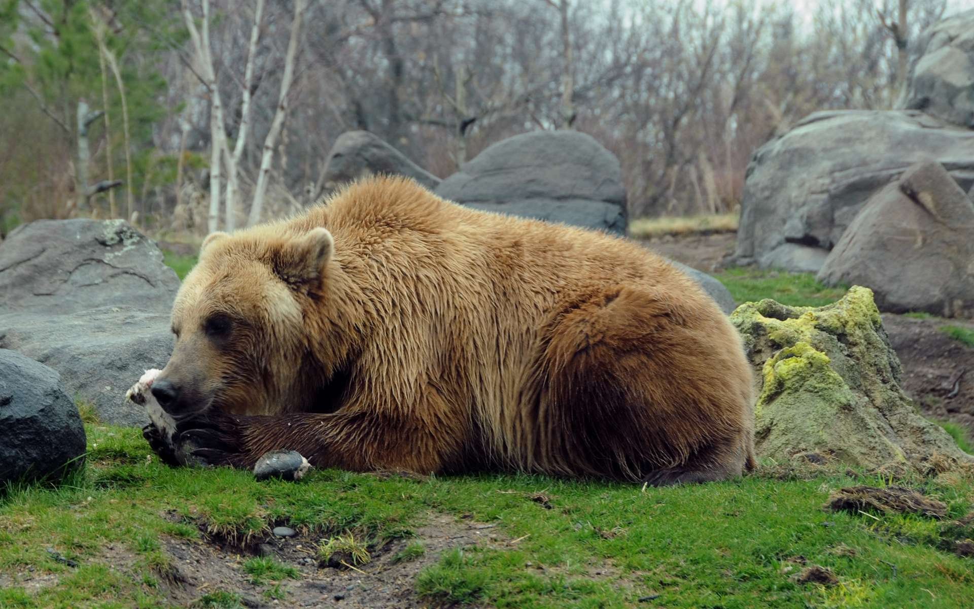 HD PC desktop wallpaper of an animal — an eastern brown bear resting on mossy grass and rocks in a leafless woodland.