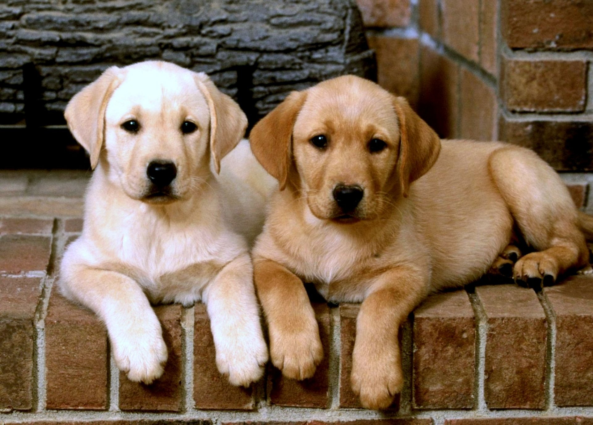 Two Labrador Retriever puppies rest on a brick ledge. This HD desktop wallpaper captures their gentle expressions and adorable presence.