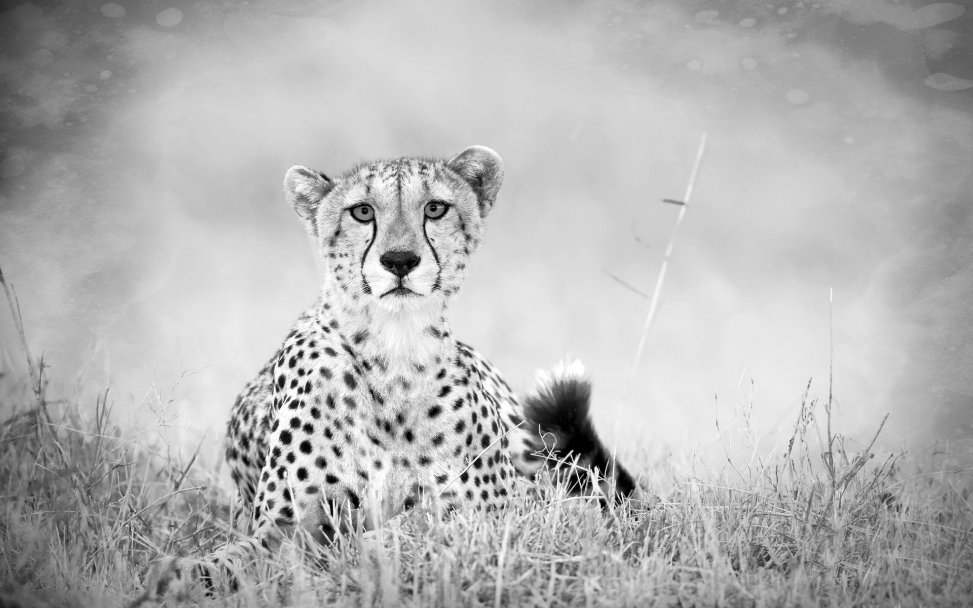 Black and white HD PC desktop wallpaper of a cheetah lying in grassy terrain, gazing directly at the camera with a soft, blurred background.