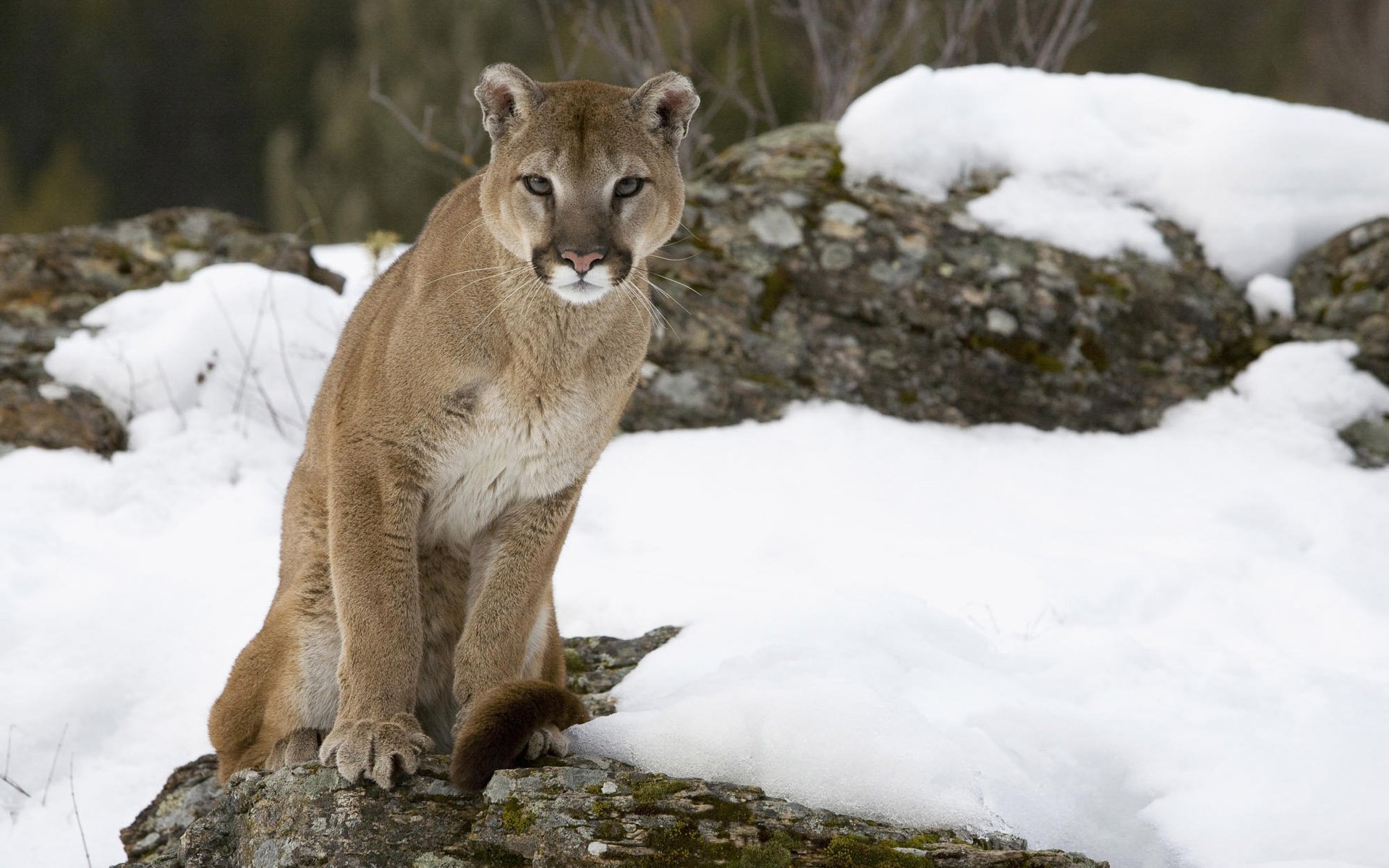 HD desktop wallpaper featuring a cougar standing on snowy rocks in a natural outdoor setting.