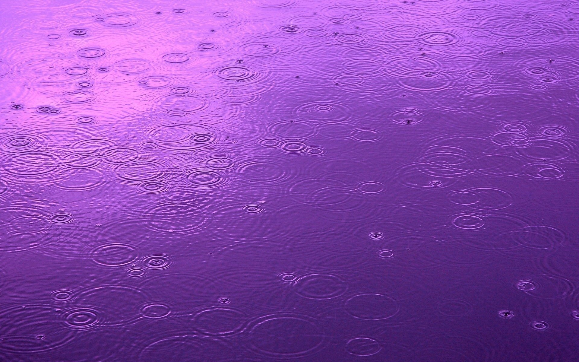 Raindrops create ripples on a vibrant purple surface, captured in this stunning HD photography. An evocative wallpaper for desktops, emphasizing the beauty of nature.