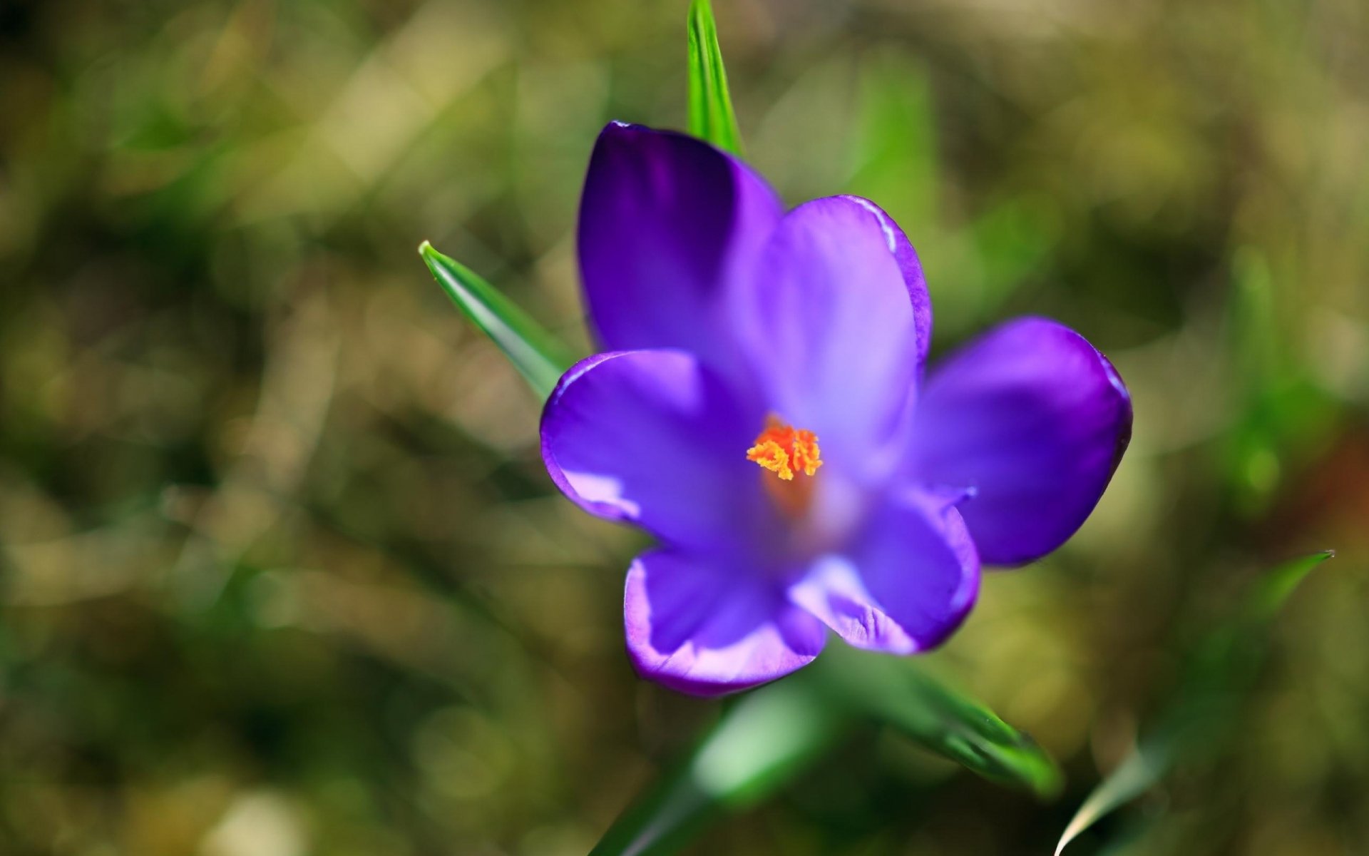 Close-up purple crocus flower with bright orange stamen against a soft green, grassy bokeh — 2K Quad HD PC desktop wallpaper/background, nature-themed.