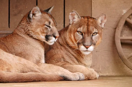 A pair of cougars resting indoors, captured in sharp detail as a 4K Ultra HD PC desktop wallpaper and background.