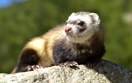HD PC desktop wallpaper featuring a close-up of a ferret resting on a rock with a blurred green background.
